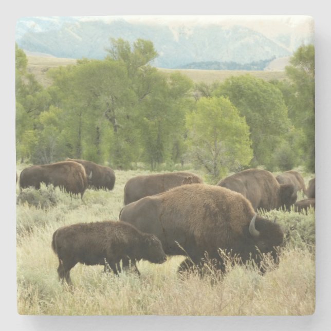 Wyoming Bison Nature Animal Photography Underlägg Sten (Framsidan)