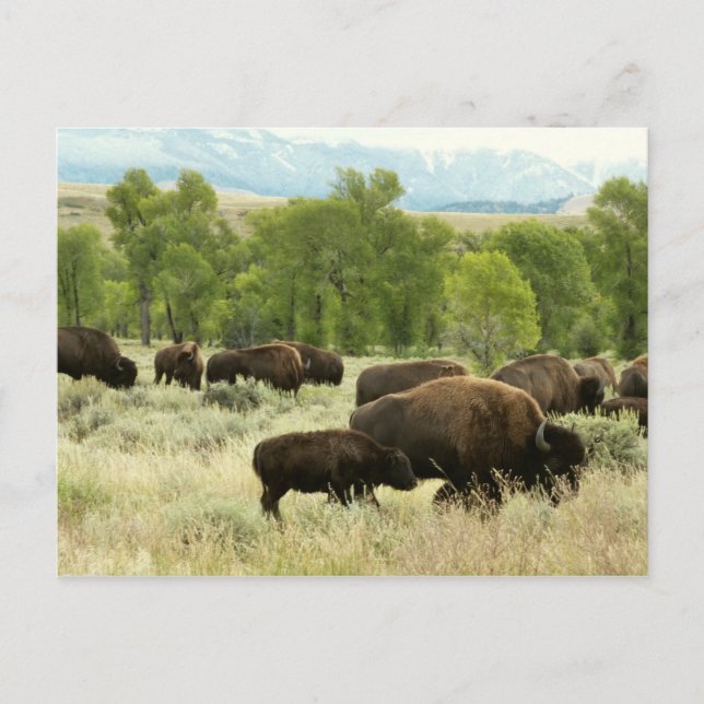 Wyoming Bison Nature Animal Photography Vykort (Framsida)