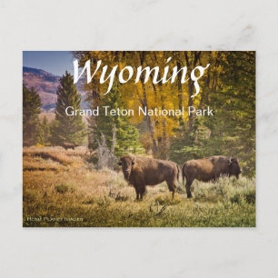 Wyoming Buffalo Postcard Vykort