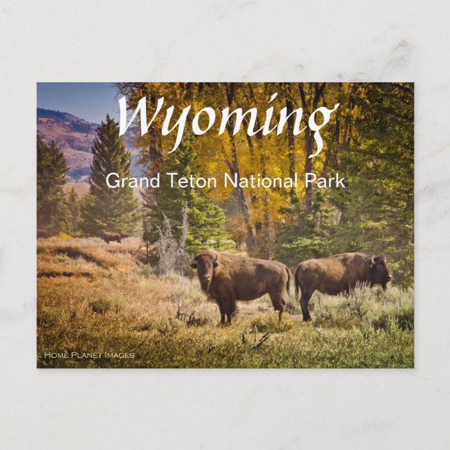 Wyoming Buffalo Postcard Vykort (Framsida)