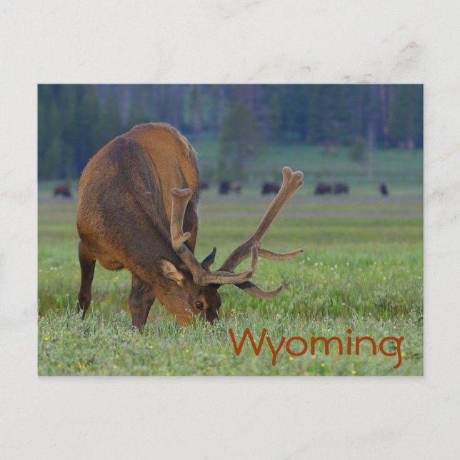 Wyoming elk-vykort vykort (Framsida)