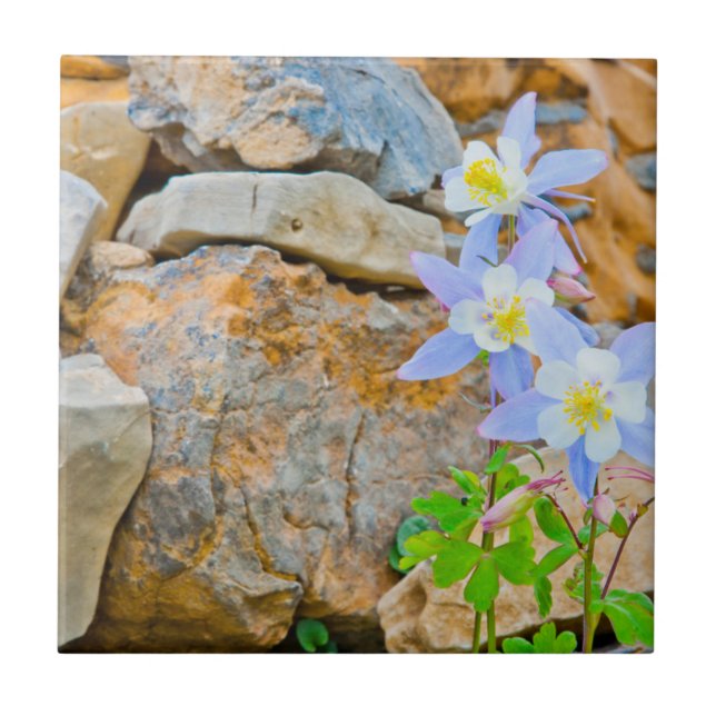 Wyoming, Grand Teton National Park 1 Kakelplatta (Framsidan)