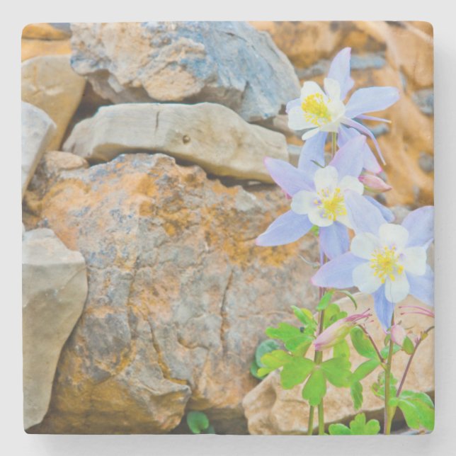 Wyoming, Grand Teton National Park 1 Underlägg Sten (Framsidan)