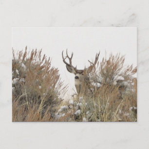 Wyoming Hjort Vykort