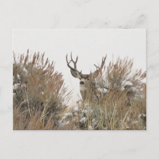Wyoming Hjort Vykort