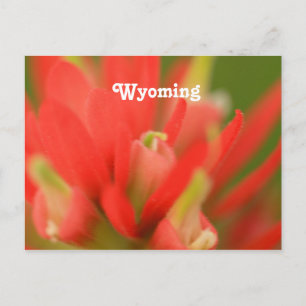 Wyoming Indian Paintbrush Vykort