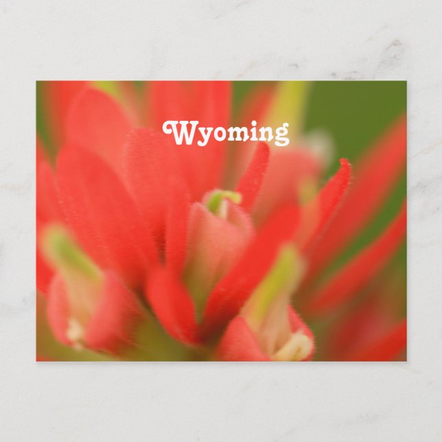 Wyoming Indian Paintbrush Vykort (Framsida)
