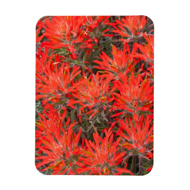Wyoming, Lincoln County, Desert Paintbrush Magnet (Vertikal)