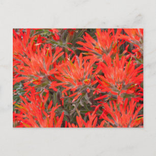 Wyoming, Lincoln County, Desert Paintbrush Vykort