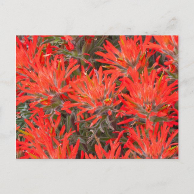 Wyoming, Lincoln County, Desert Paintbrush Vykort (Framsida)