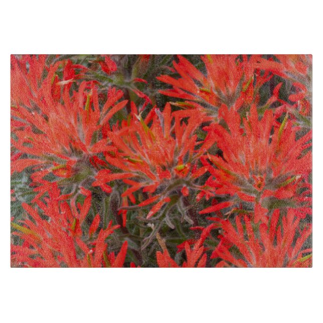 Wyoming, Lincoln County, Ökenpenselblomma (Framsidan)