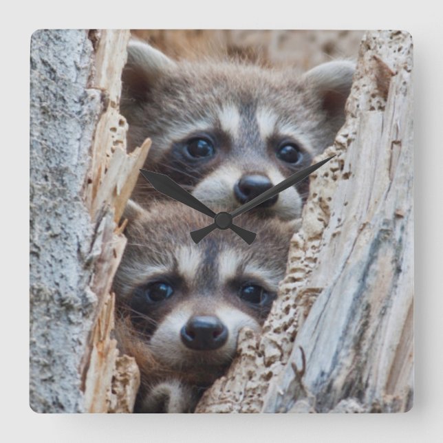 Wyoming Lincoln County, Raccoon Fyrkantig Klocka (Framsida)