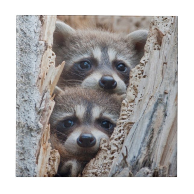 Wyoming, Lincoln County, Raccoon Kakelplatta (Framsidan)