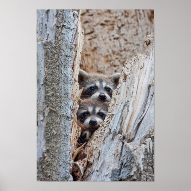 Wyoming, Lincoln County, Raccoon Poster (Framsidan)