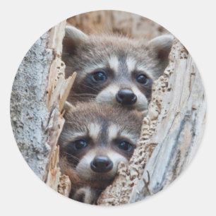 Wyoming, Lincoln County, tvättbjörn Runt Klistermärke
