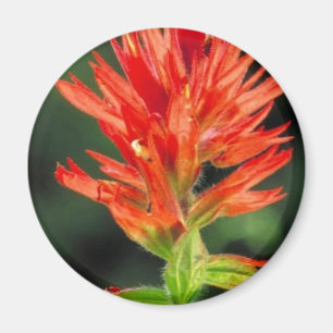 Wyoming Paintbrush Magnet