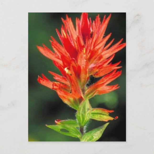 Wyoming Paintbrush Vykort (Framsida)