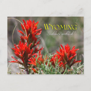 Wyoming State Flower: Indian Paintbrush Vykort