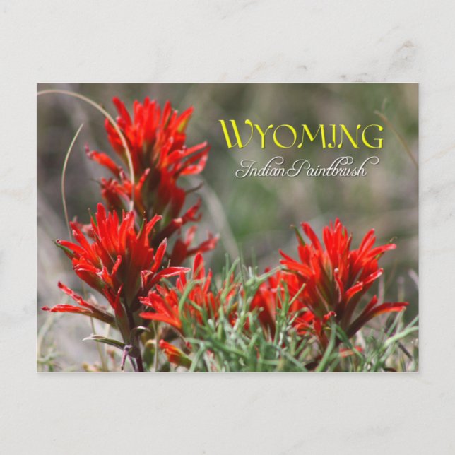 Wyoming State Flower: Indian Paintbrush Vykort (Framsida)