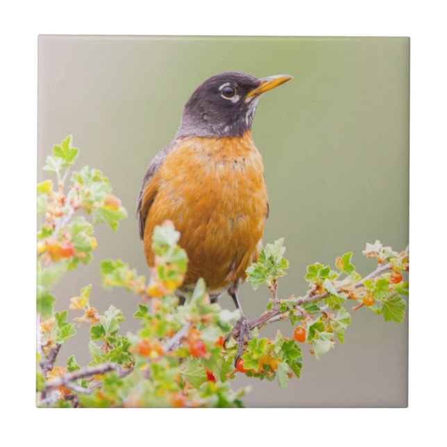 Wyoming, Sublette County, An American Robin Kakelplatta (Framsidan)