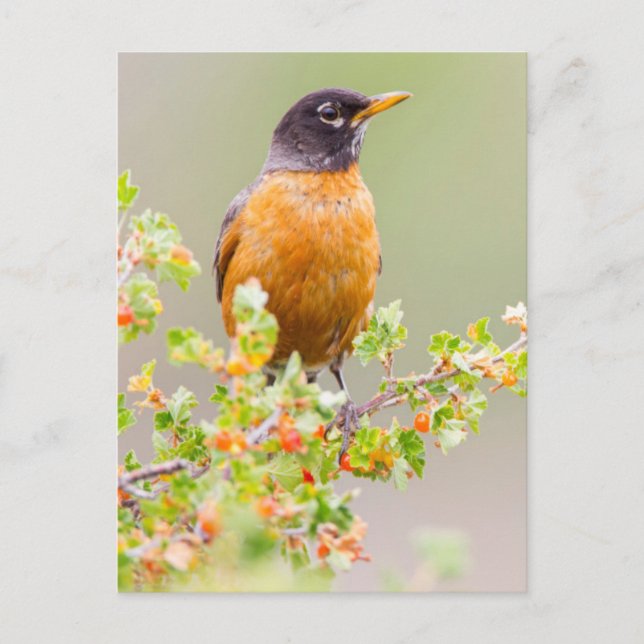 Wyoming, Sublette County, An American Robin Vykort (Framsida)