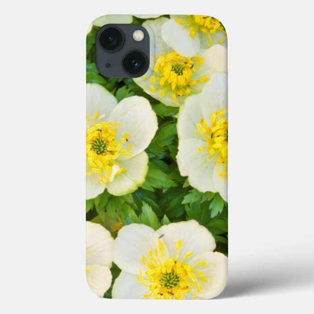 Wyoming, Sublette County, Close of a group (Baksida)