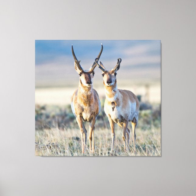 Wyoming, Sublette County, Gaffelantilop hanar Canvastryck (Framsida)