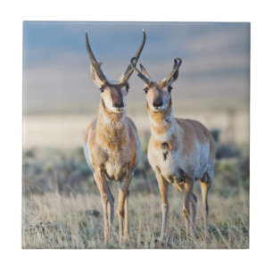 Wyoming, Sublette County, Gaffelantilop hanar Kakelplatta