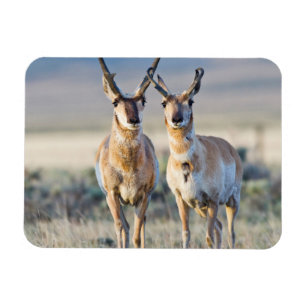 Wyoming, Sublette County, Gaffelantilop hanar Magnet