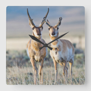 Wyoming, Sublette County, gaffelantilop-hannar Fyrkantig Klocka