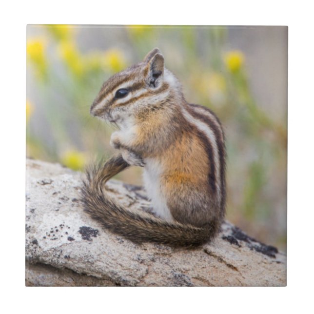Wyoming, Sublette County, Least Chipmunk Kakelplatta (Framsidan)