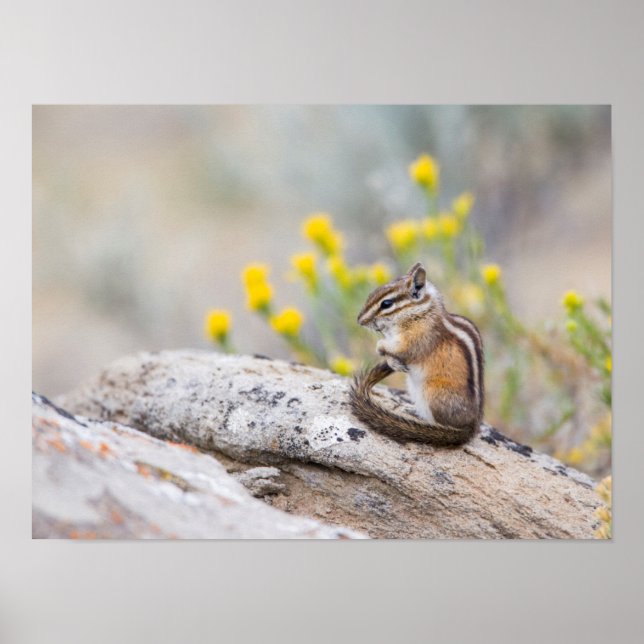 Wyoming, Sublette County, Least Chipmunk Poster (Framsidan)