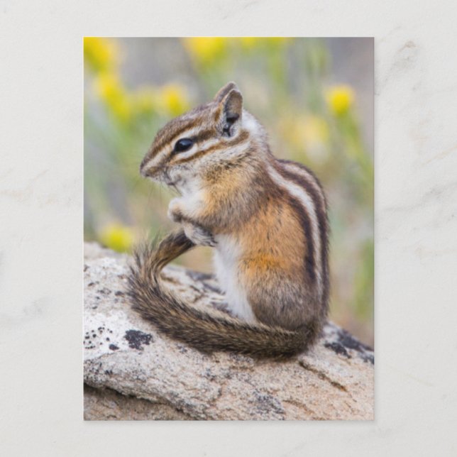 Wyoming, Sublette County, Least Chipmunk Vykort (Framsida)