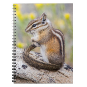 Wyoming, Sublette County, Minsta jordekorre Anteckningsbok Med Spiral