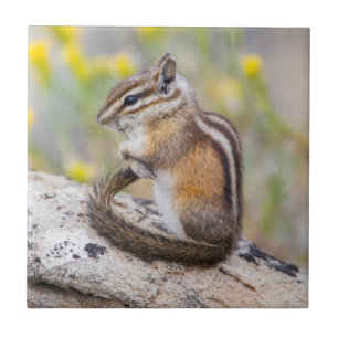 Wyoming, Sublette County, Minsta jordekorre Kakelplatta