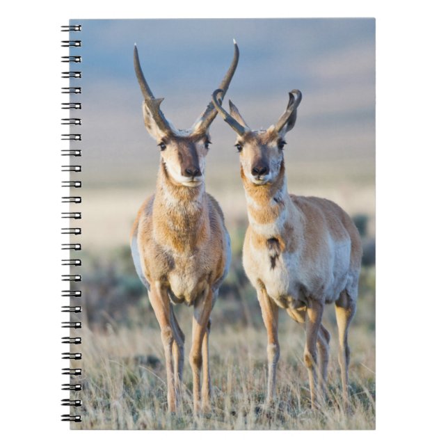 Wyoming, Sublette County, Pronghorn bucks Anteckningsbok Med Spiral (Framsidan)