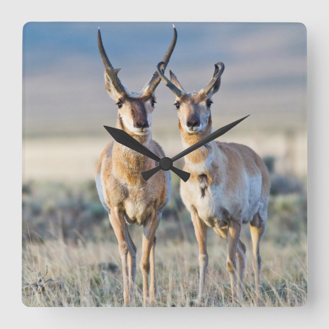 Wyoming, Sublette County, Pronghorn bucks Fyrkantig Klocka (Framsida)
