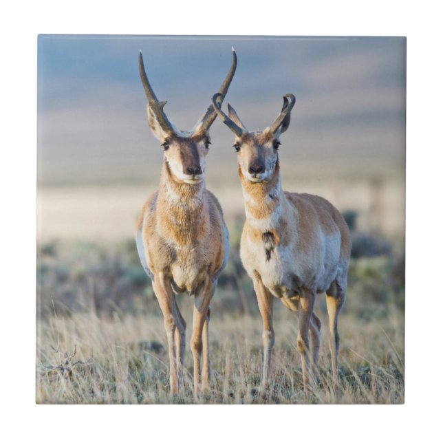 Wyoming, Sublette County, Pronghorn bucks Kakelplatta (Framsidan)