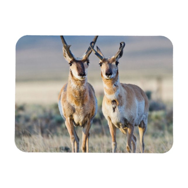Wyoming, Sublette County, Pronghorn bucks Magnet (Horisontell)