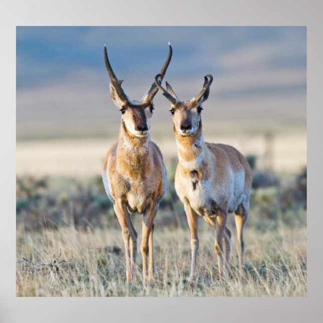 Wyoming, Sublette County, Pronghorn bucks Poster (Framsidan)