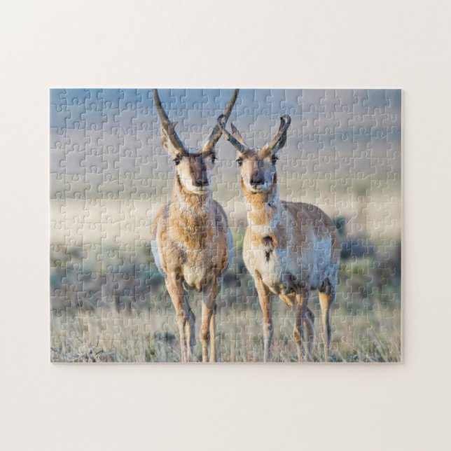 Wyoming, Sublette County, Pronghorn bucks Pussel (Horisontell)