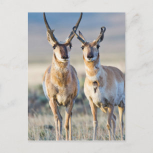 Wyoming, Sublette County, Pronghorn bucks Vykort