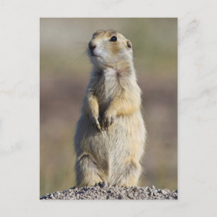 Wyoming, Sublette County, Vitstjärtad präriehund Vykort