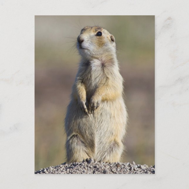 Wyoming, Sublette County, Vitstjärtad präriehund Vykort (Framsida)