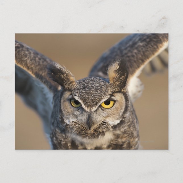 Wyoming, USA Vykort (Framsida)