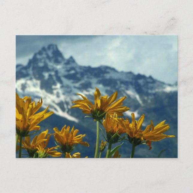 Wyoming Vykort (Framsida)