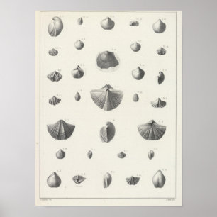 X Koniferande Poster