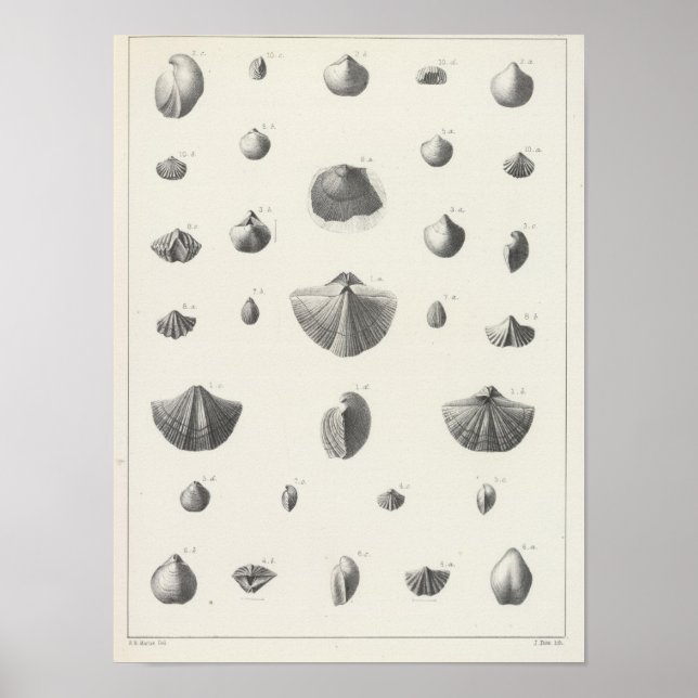 X Koniferande Poster (Framsidan)