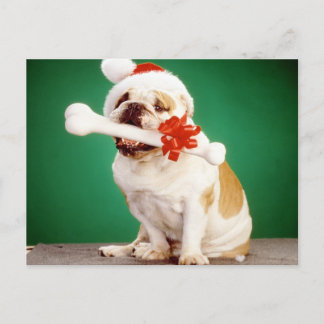 X-mas-bullhund med x-mas-hatt och ben vykort