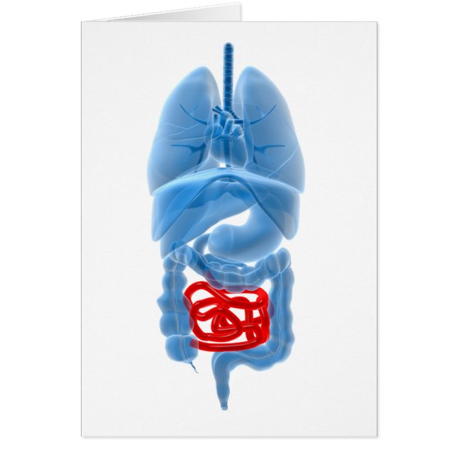 X-Ray-bild av interna organ med liten Hälsningskort (Framsidan)